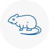 Rat Control Axmouth