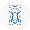 Axmouth Wasp Nest Removal